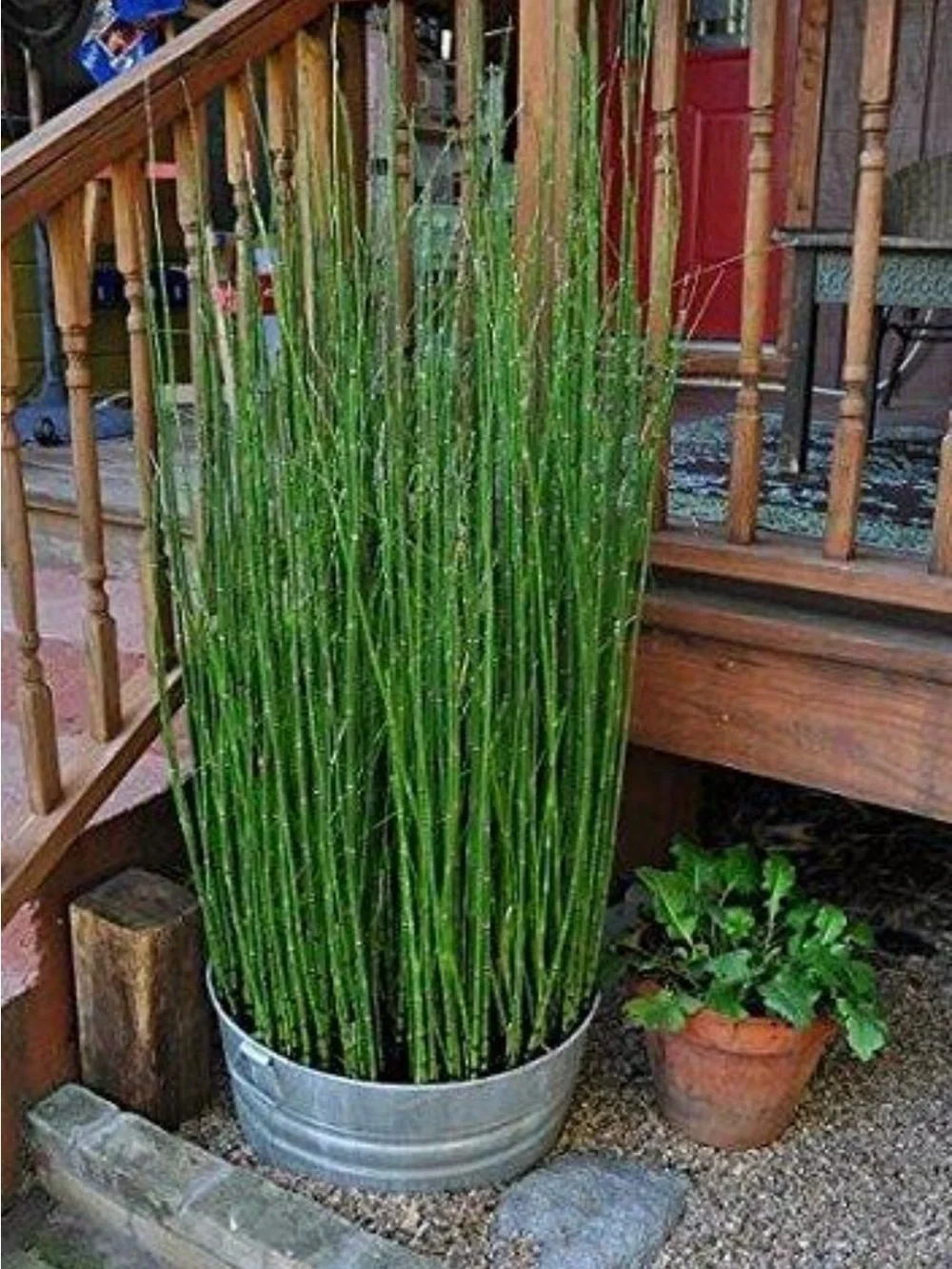 Horsetail Reed Plant Equisetum Hyemale 6 Cuttings With Roots